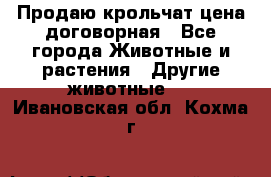 Продаю крольчат цена договорная - Все города Животные и растения » Другие животные   . Ивановская обл.,Кохма г.